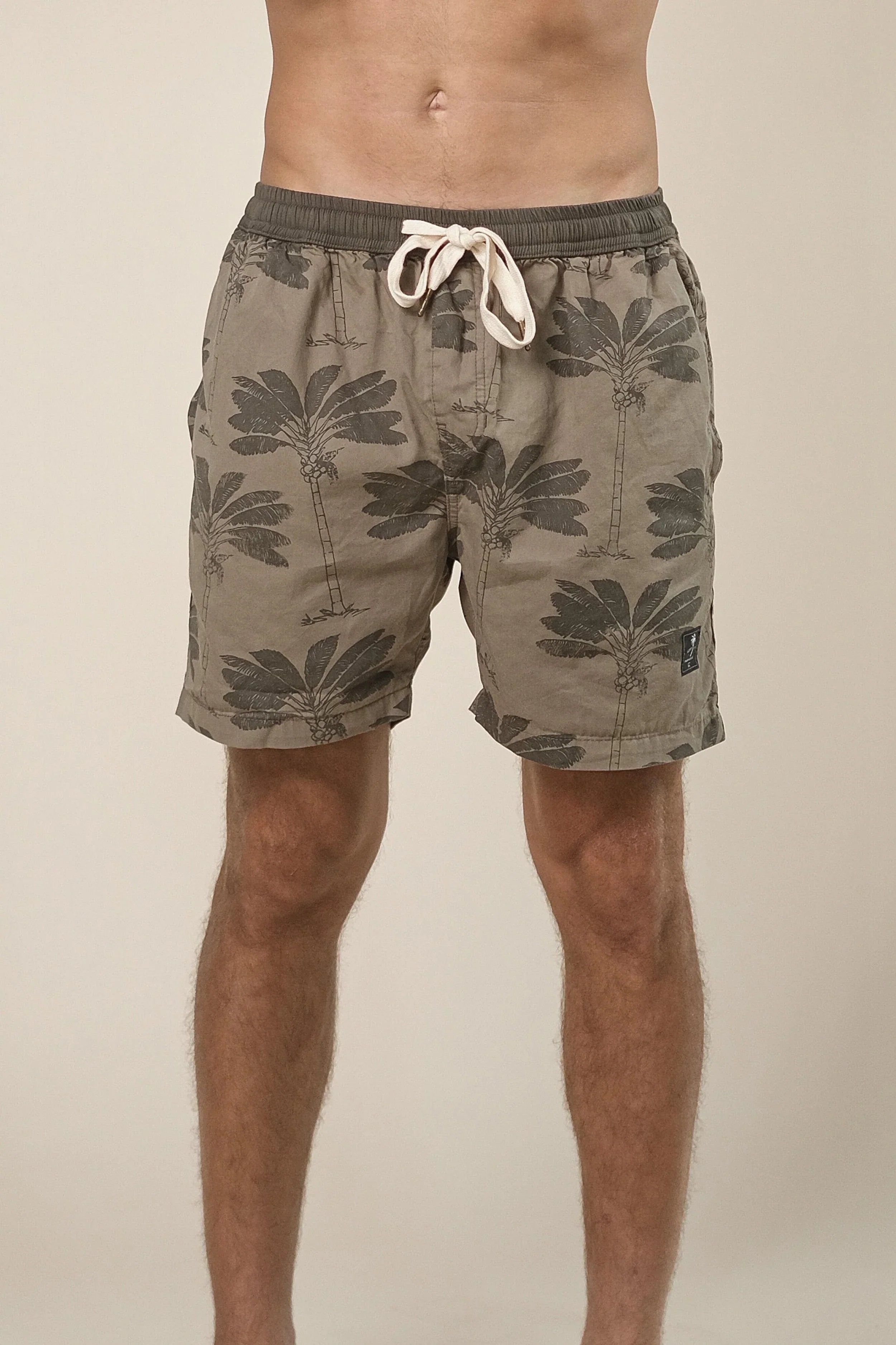 Traveller Palm Short